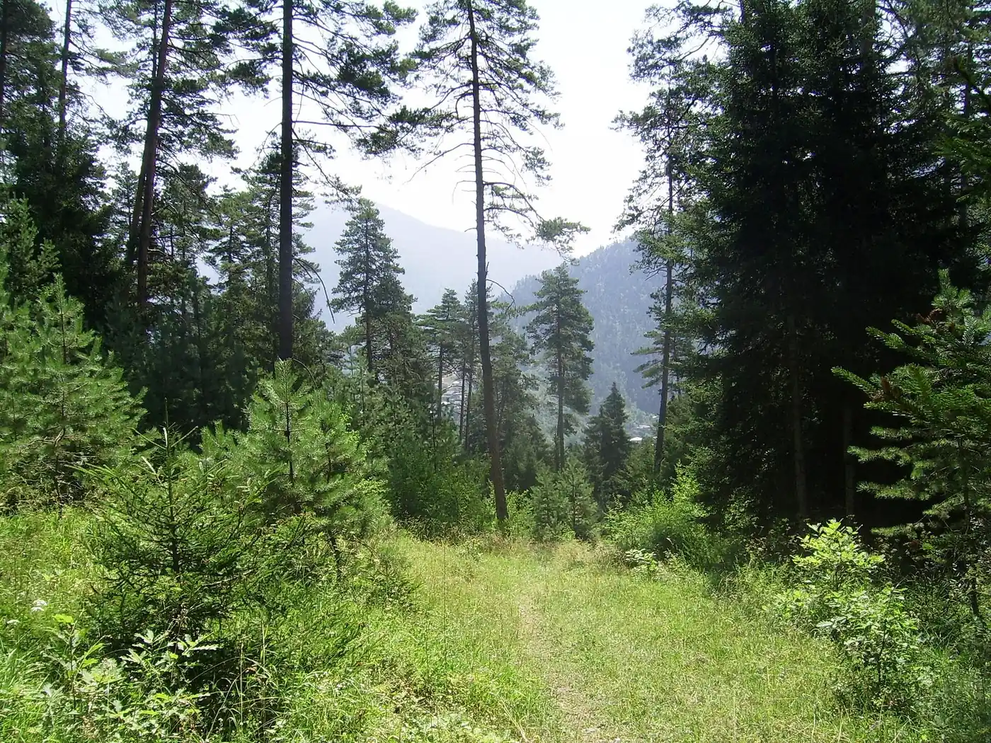 Pădure din Parcul Național Borjomi-Kharagauli, Georgia